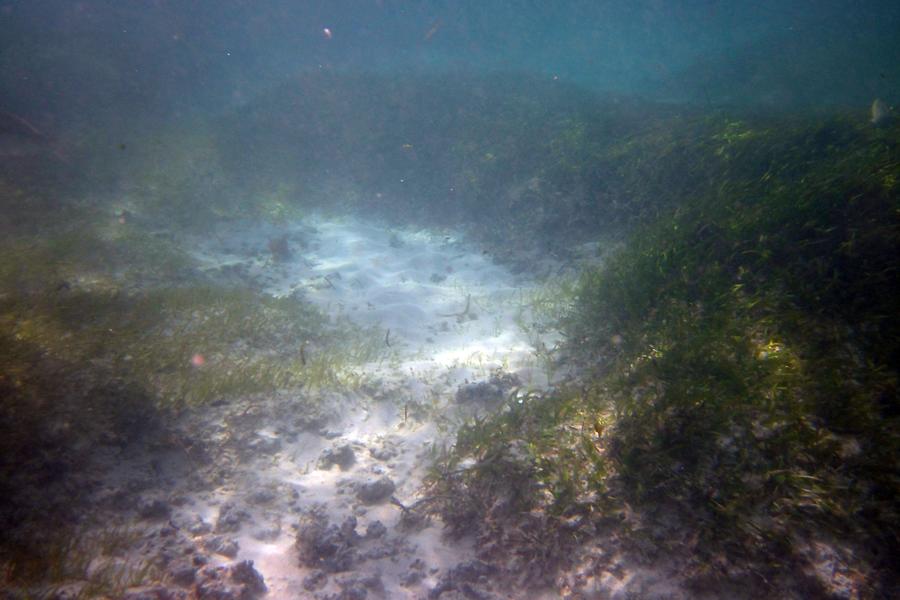 Petite Anse - Underwater Scenery