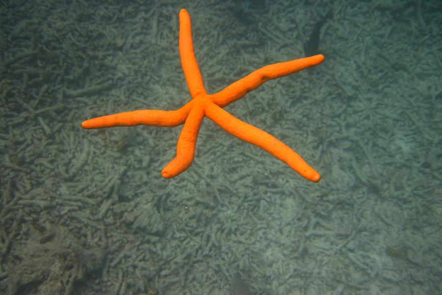 Starfish