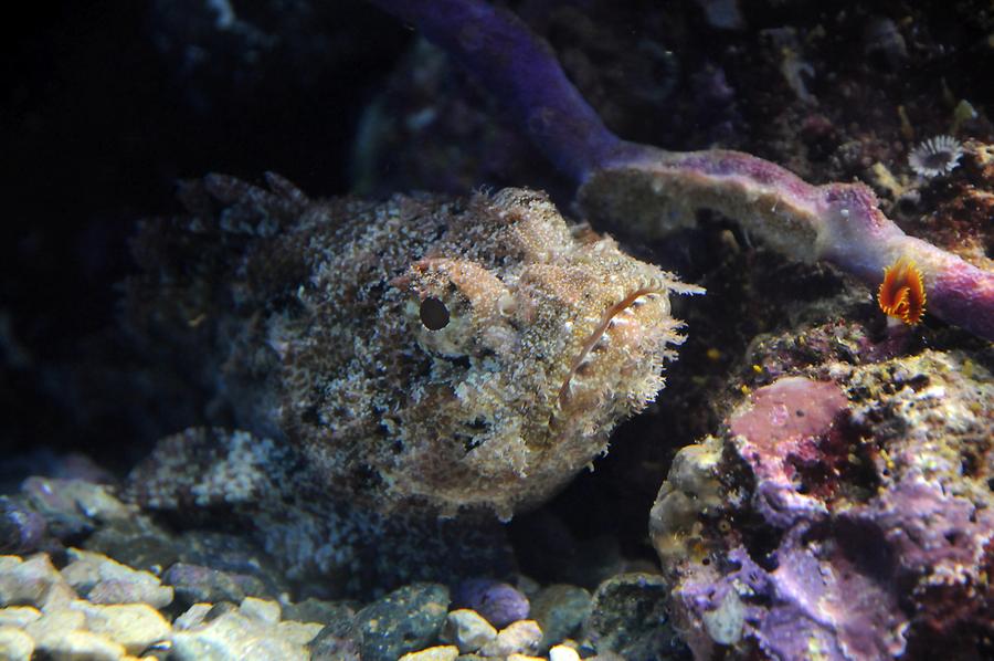 Stonefish