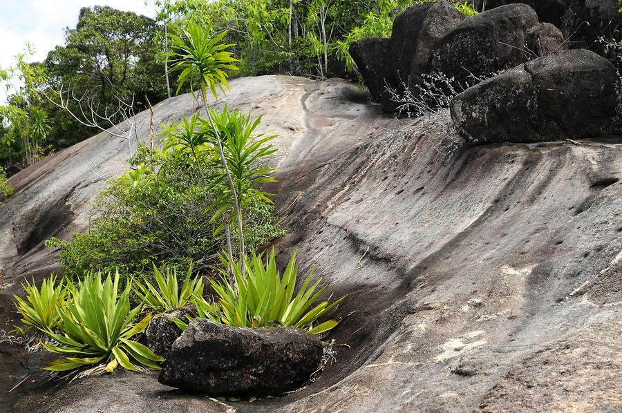 Anse Major - Coast