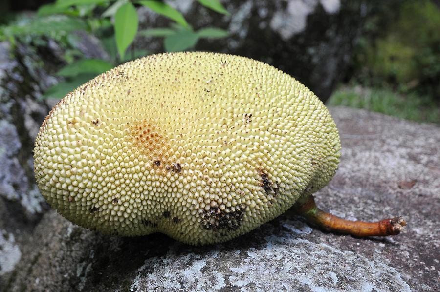 Breadfruit