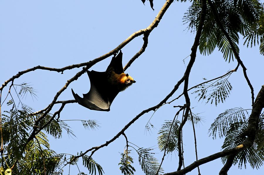 Flying Fox