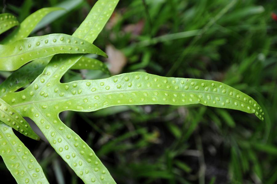 Foliage Plant