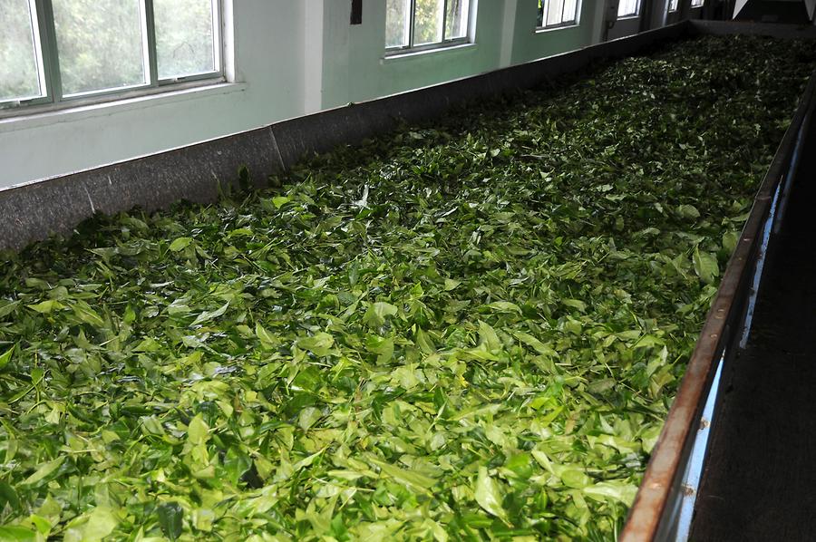 In the Tea Factory