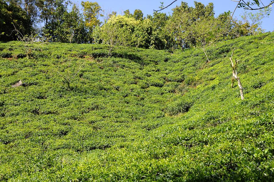 Tea Plantation