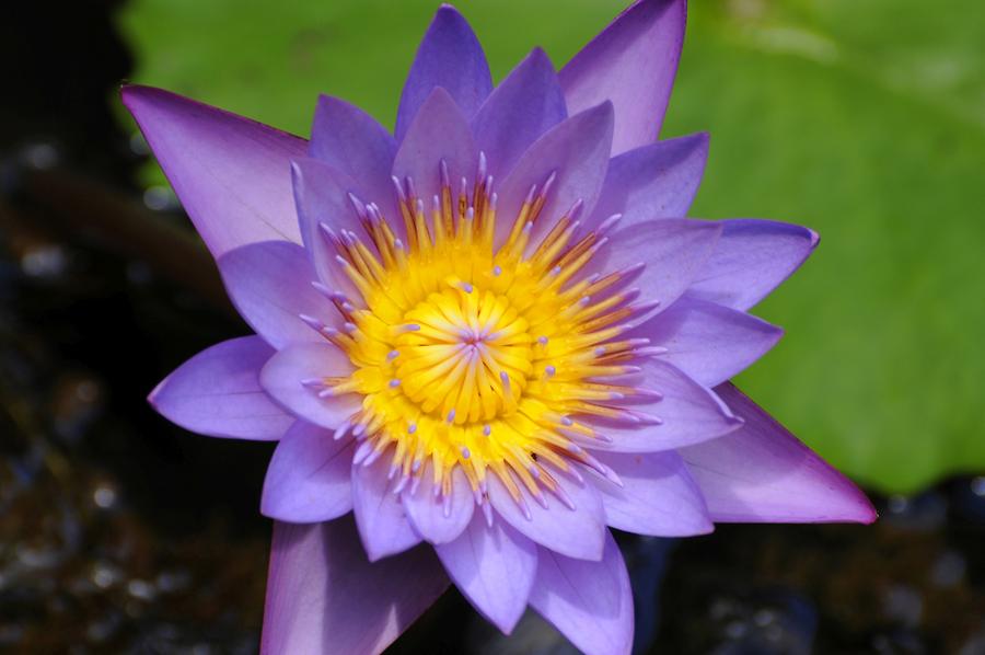 Water Lily