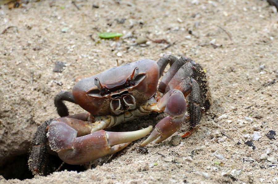 Crab