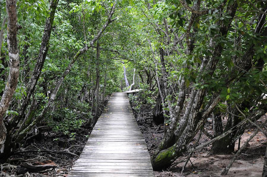 Curieuse - Mangrove Forest