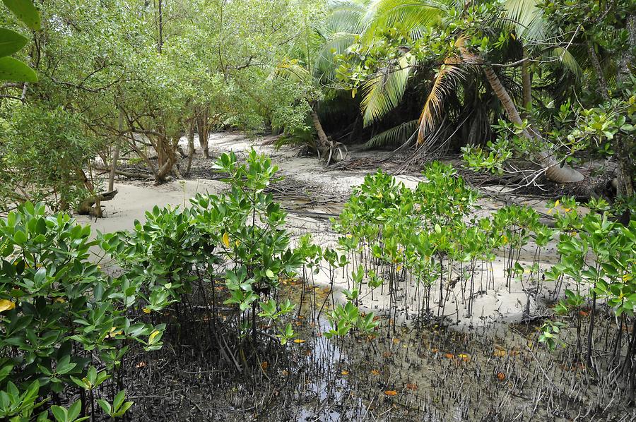 Curieuse - Mangrove Forest