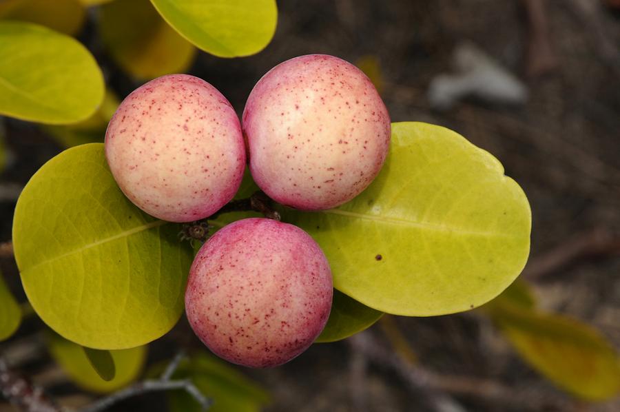 Exotic Fruit