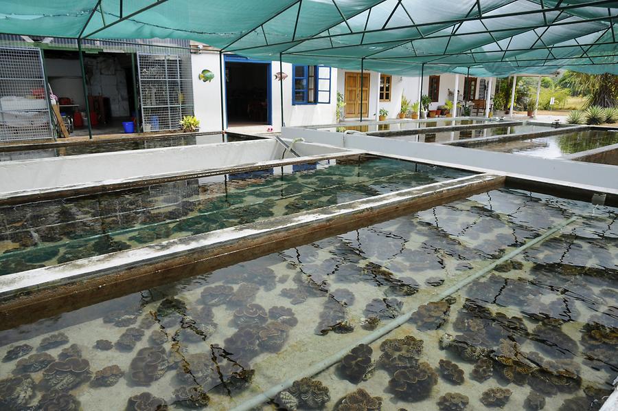 Giant Clam Farm