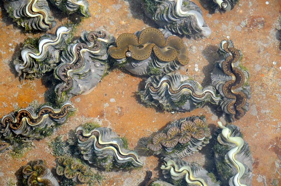 Giant Clam Farm