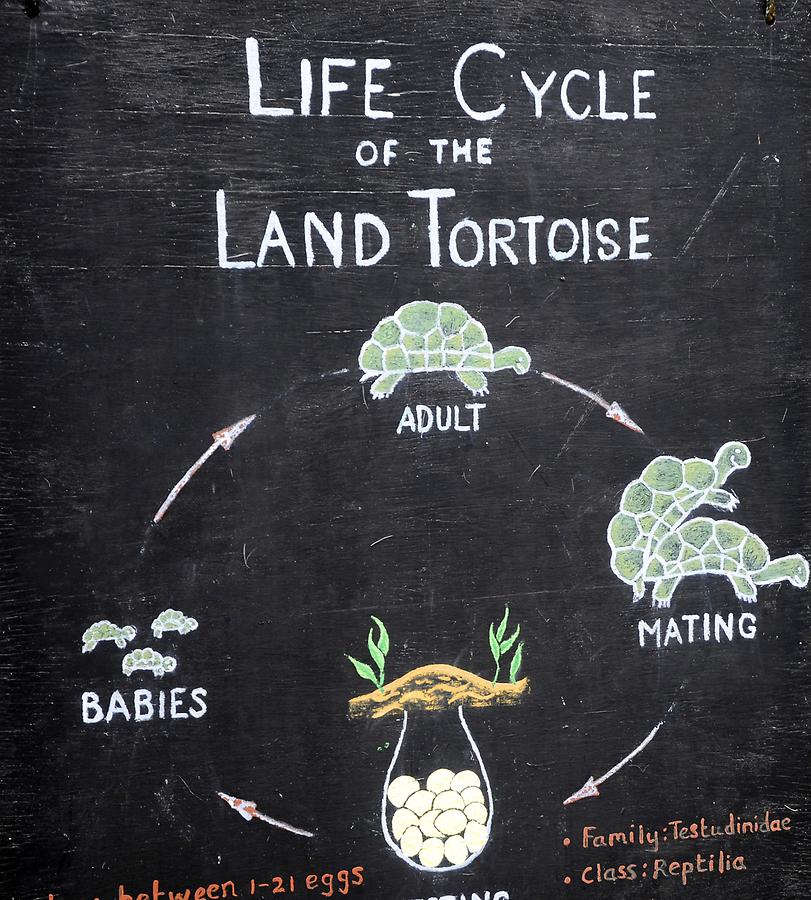 Life Cycle