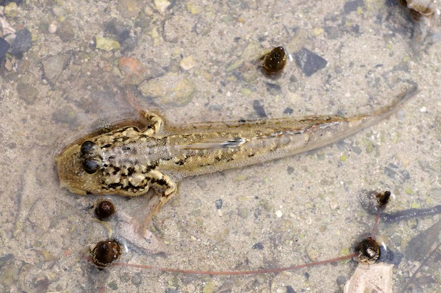 Mud Skipper