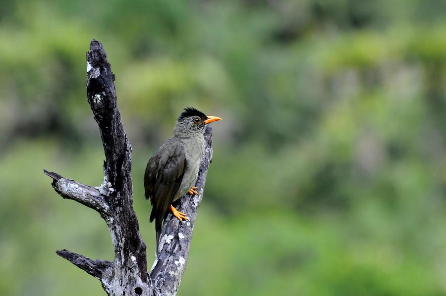 Valle de Mai - Bird