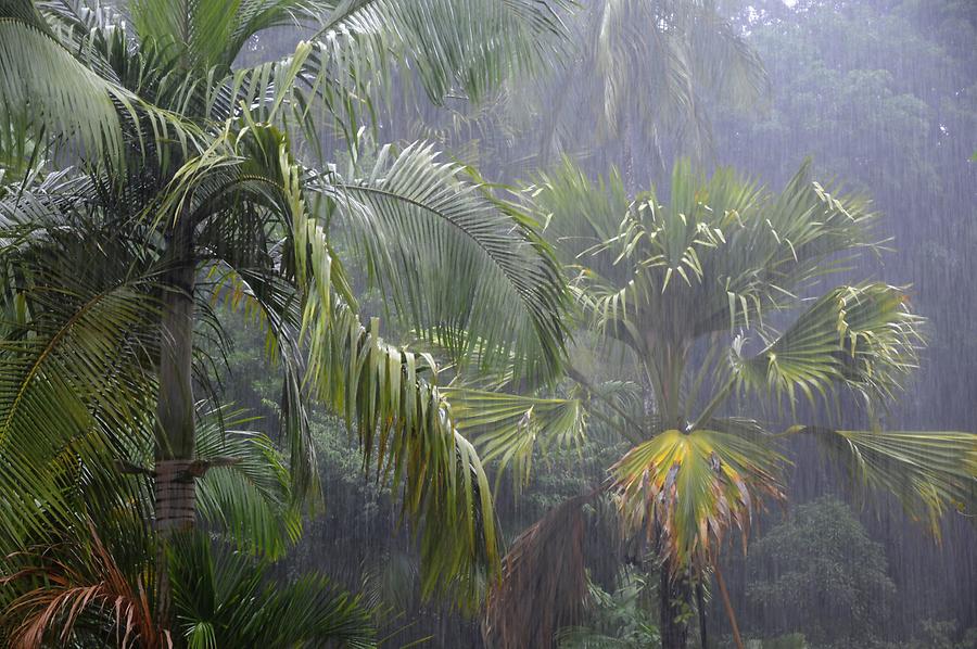 Valle de Mai - Rain