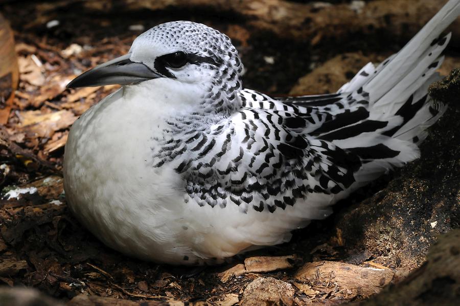 White-tailed Tropic Bird