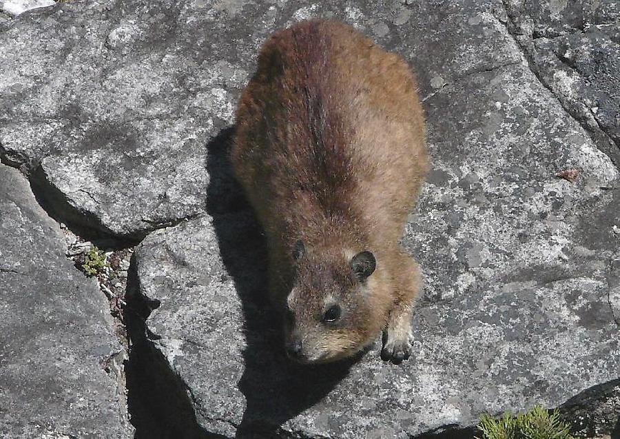 Rock hyrax