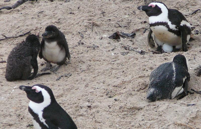 African penguins