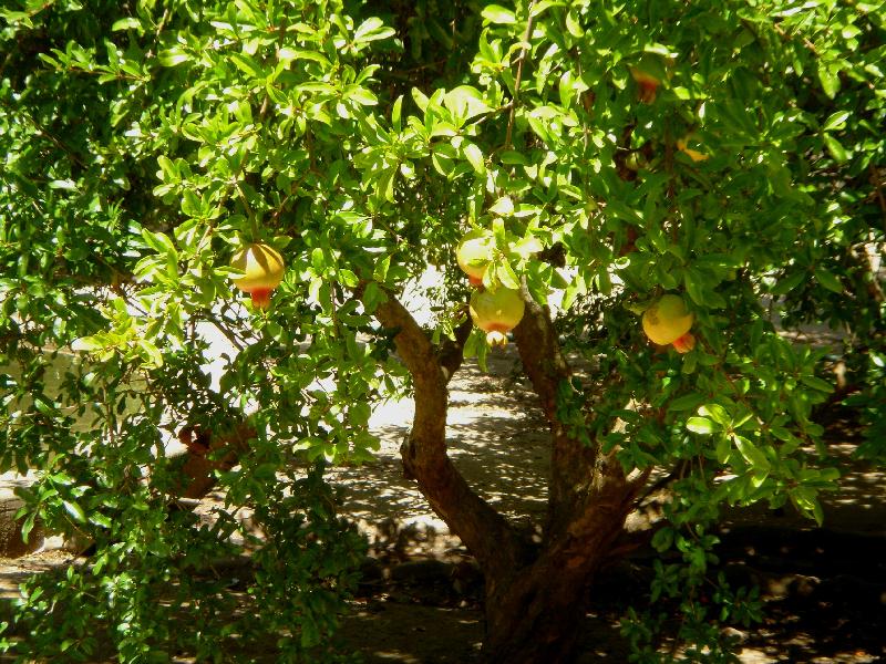 Pomegranate tree