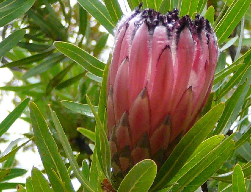 Protea