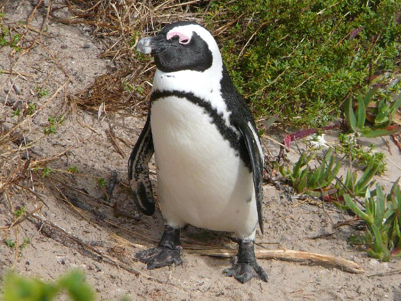 Pinguine in Namibia – Bilder