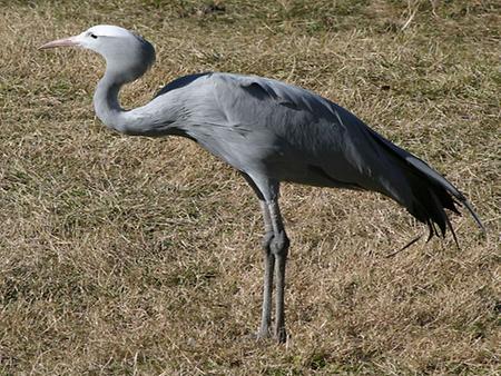 Blue crain, Foto: source: Wikicommons unter CC 