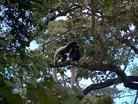 Marmosets