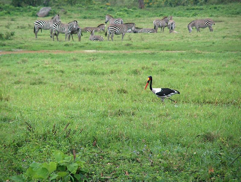 Crane and Zebras