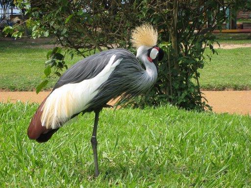 African Grey Crowned Crane