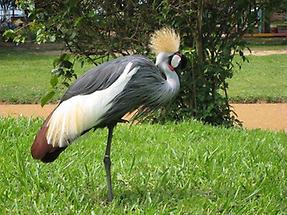African Grey Crowned Crane