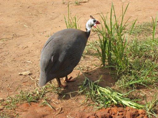 Guinea Bird