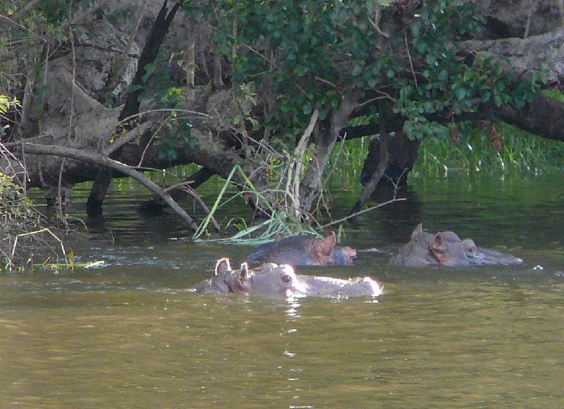 Hippopotamuses