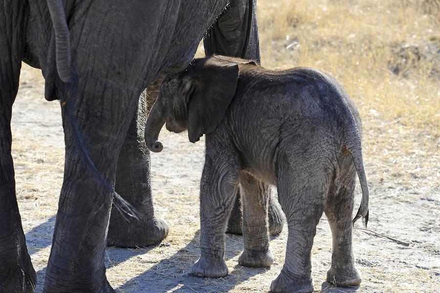 ElephantBaby