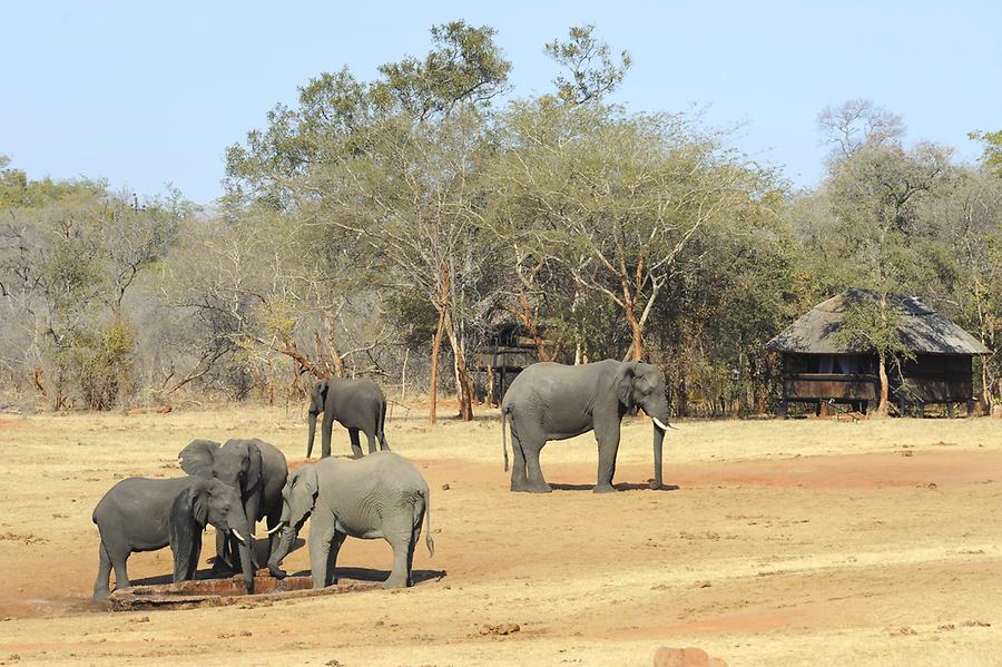 Elephants Ivory Lodge