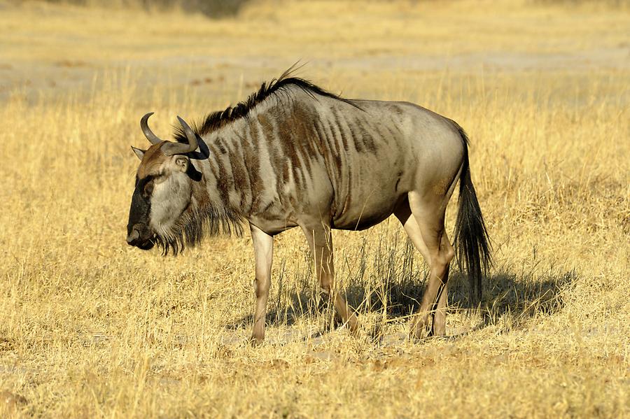 Gnus