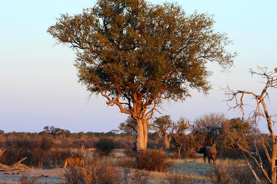 Hwange National Park