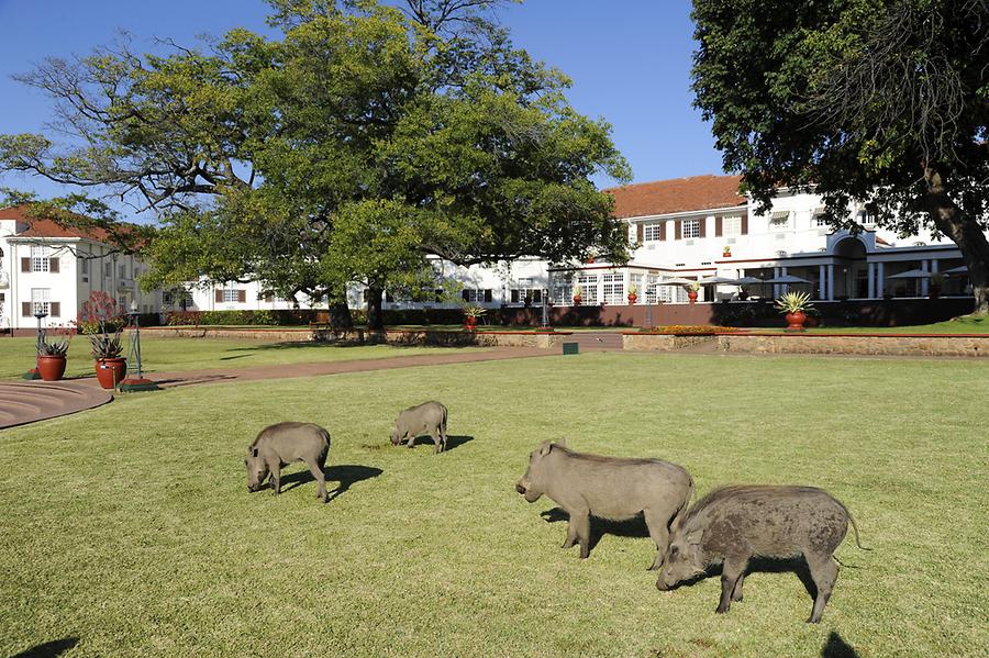 Warthogs Victoria Falls Hotel