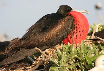 Great frigatebird, Foto source: PixaBay 