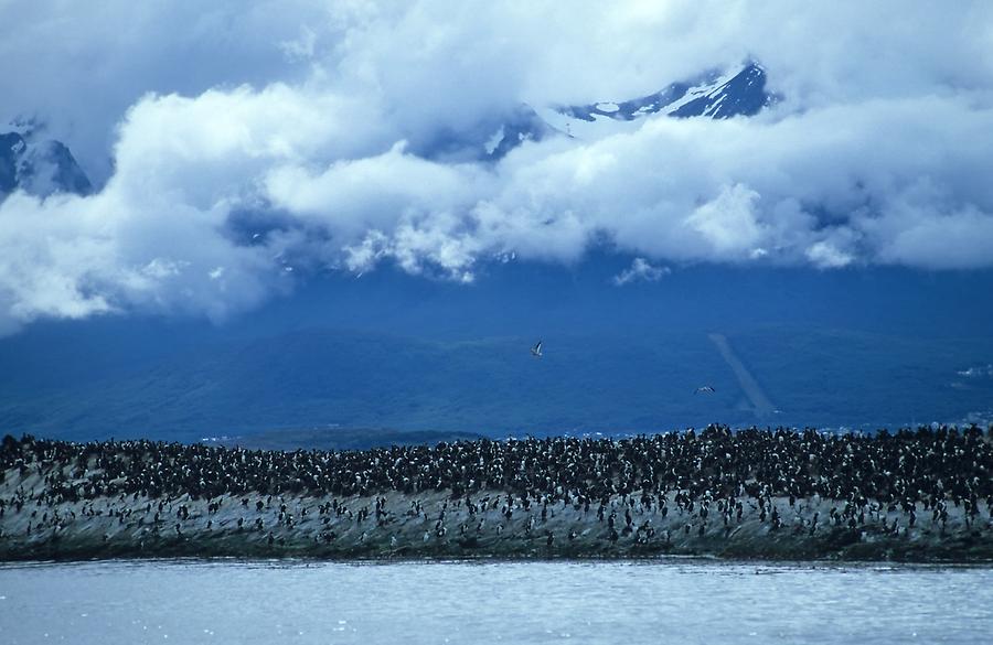 Cormorants