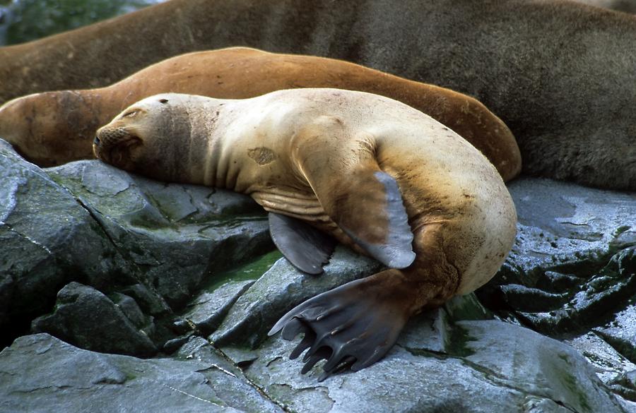 Sea Lions Island