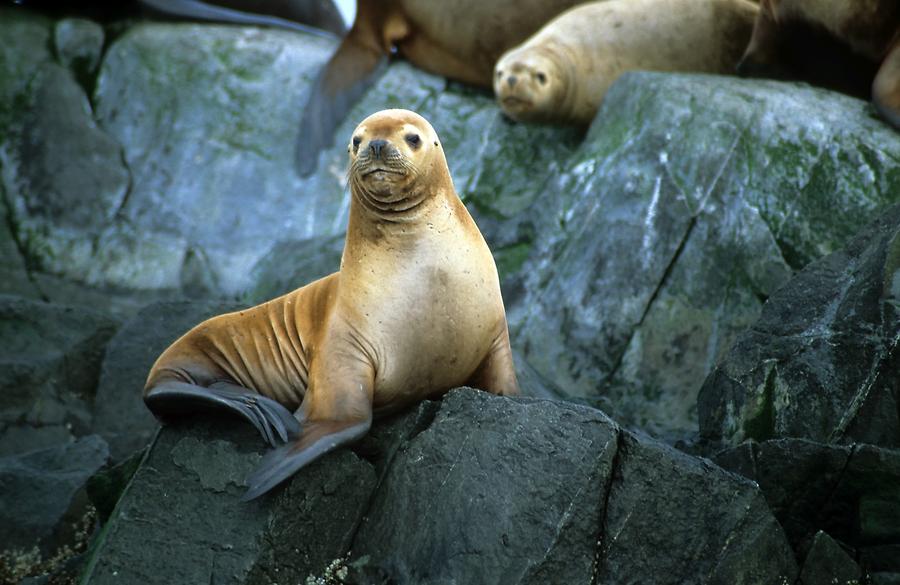 Sea Lions Island