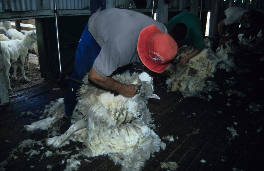 Shearing Sheep