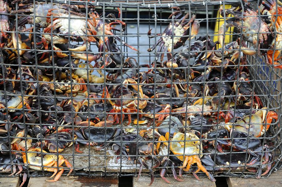 Nassau - Potters Cay; Fish Market, Crabs