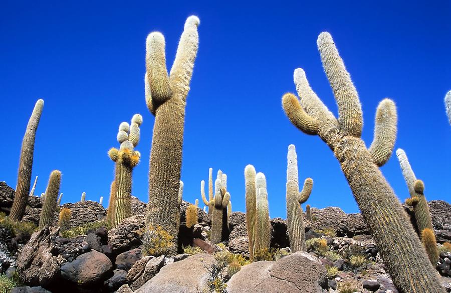 Cactuses