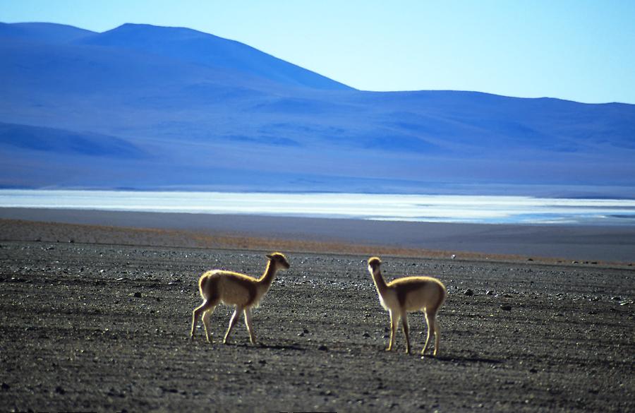 Vicuñas