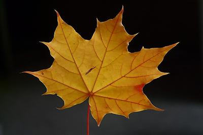 Maple leaf, Foto source: PixaBay 