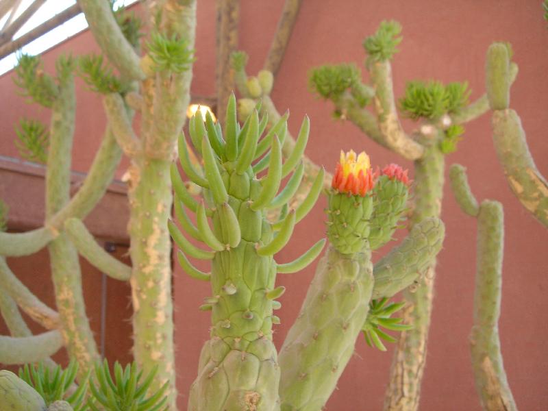 Harbingers of the desert