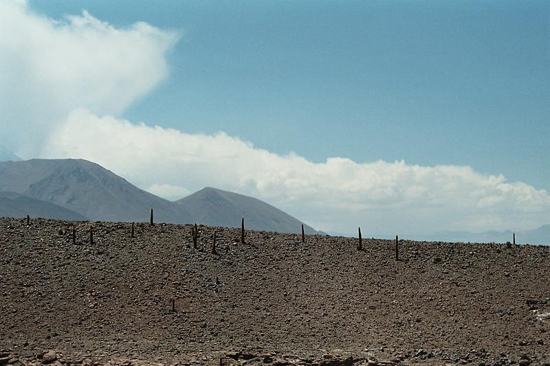 Column cacti