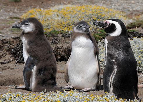 Punta Arenas